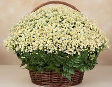 Цветочная композиция из Ромашки в корзине #REPLACE_PRED# Пионерский